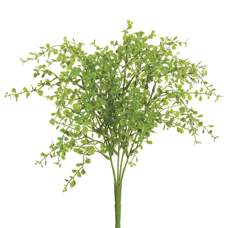 13" Button Leaf Plant