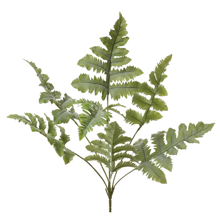 27" Blue Star Fern Plant  Green