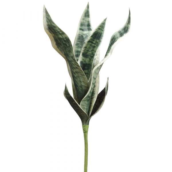21" Sansevieria Plant