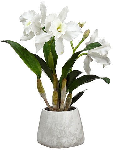 18" Cattleya Plant