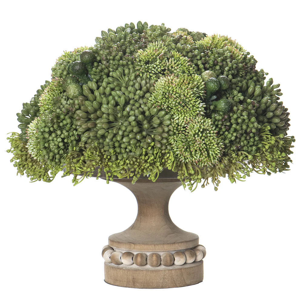 13" Sedum Plant