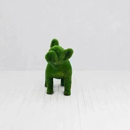 French Bulldog - Head Turned