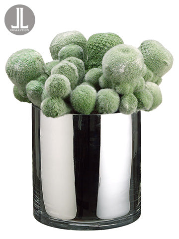 Mohave Cactus