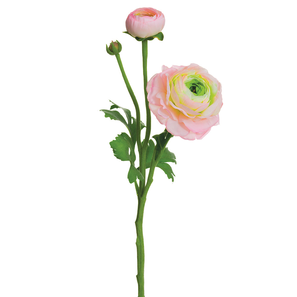Ranunculus Stem Pink