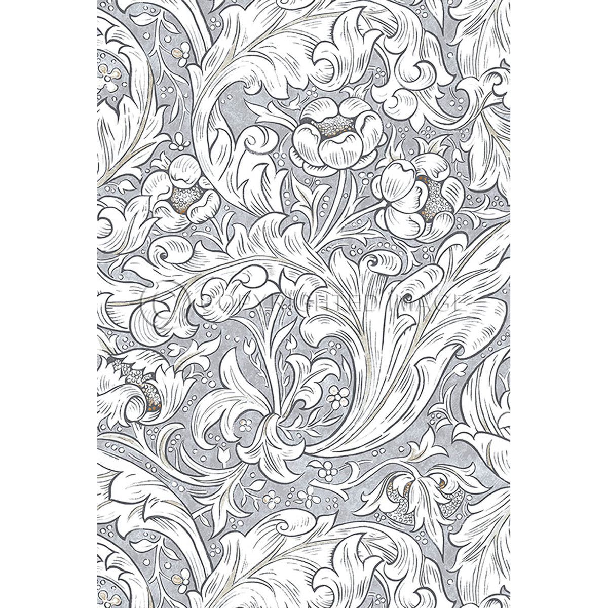 Bachelors Button  Chalk 38x56
