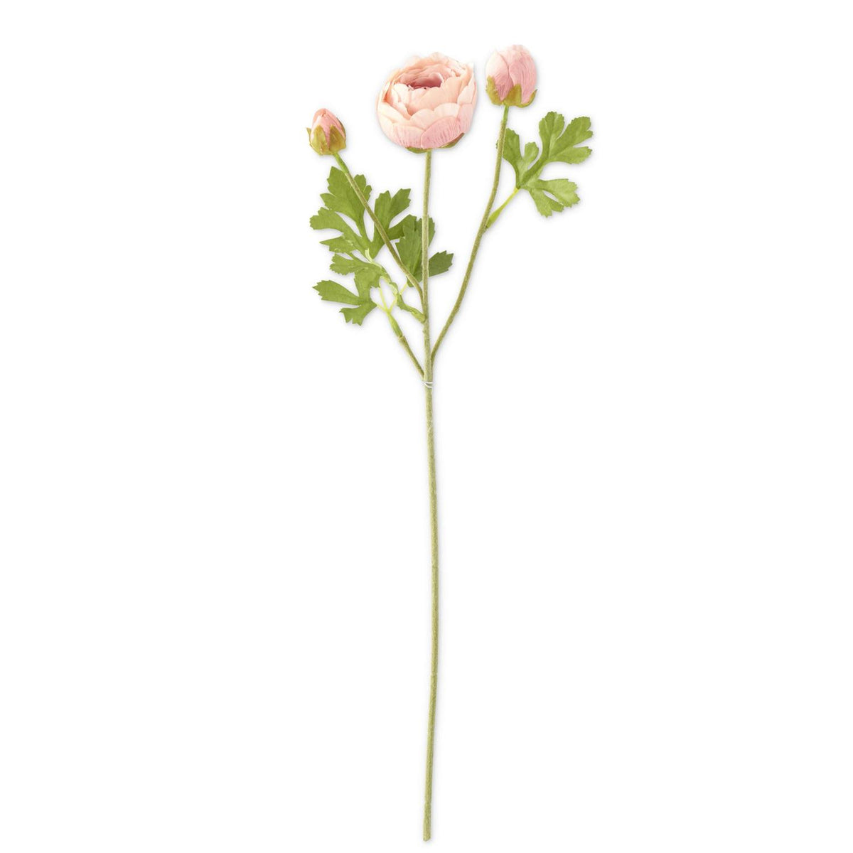 Ranunculus Stem - Light Pink