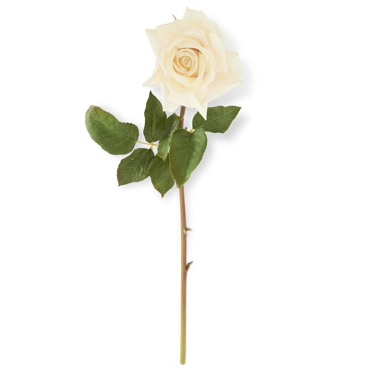 White Duchess Rose