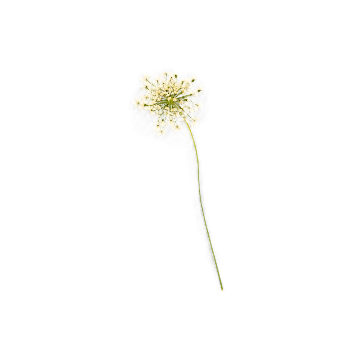 Pressed Botanicals