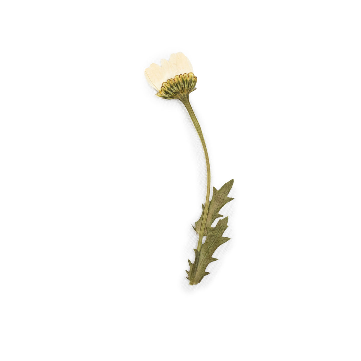 Pressed Botanicals