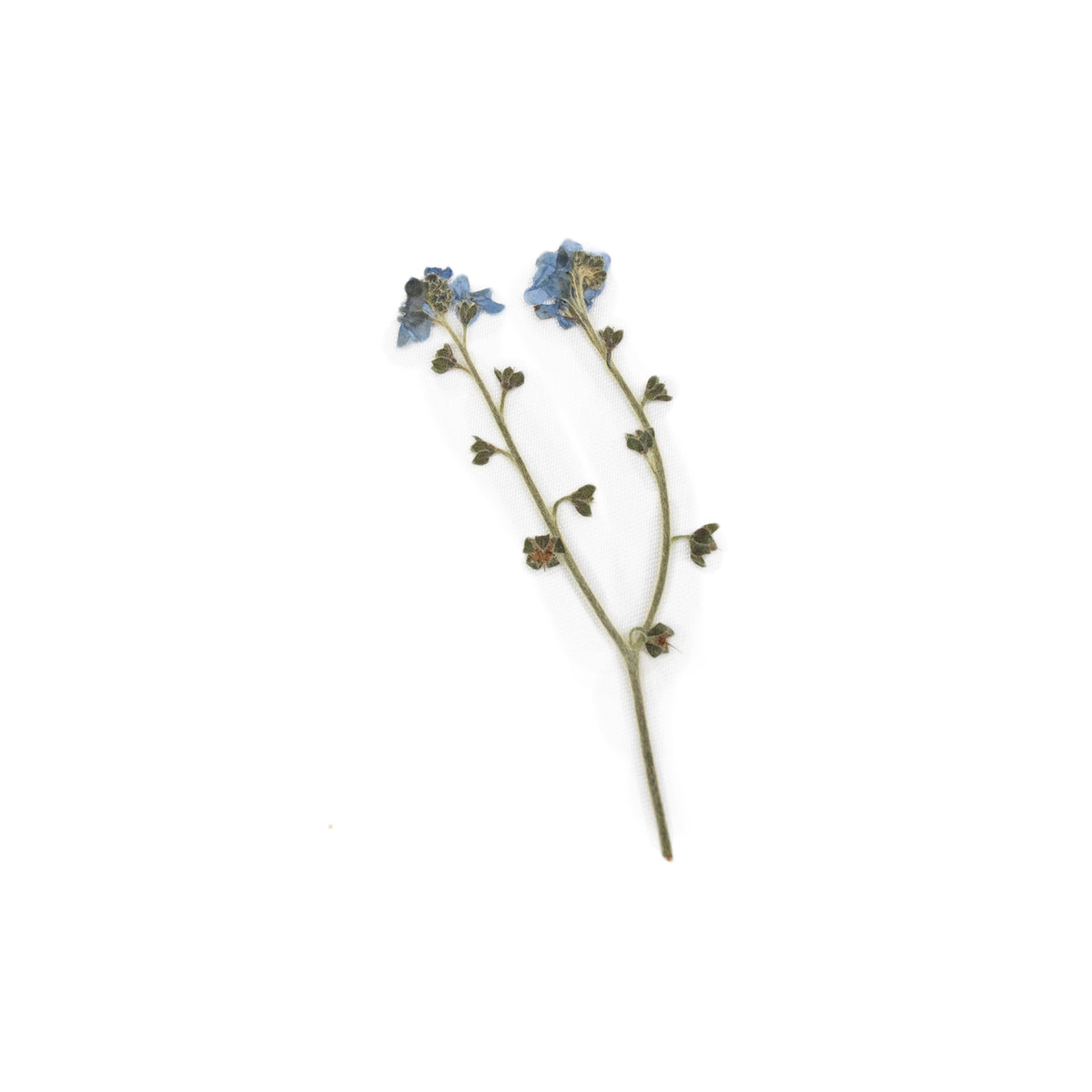 Pressed Botanicals