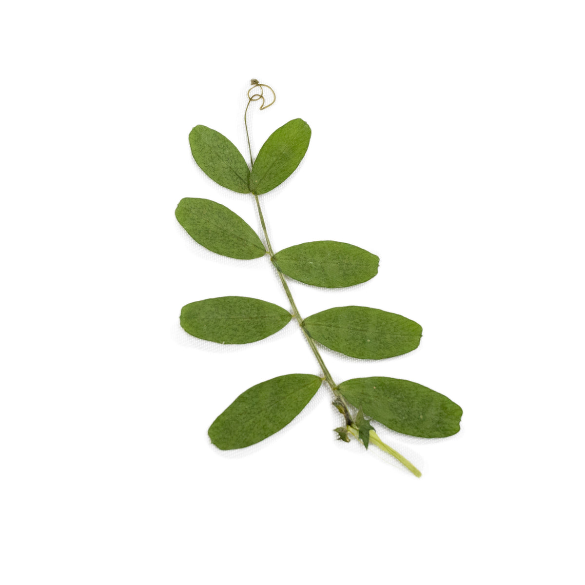 Pressed Botanicals