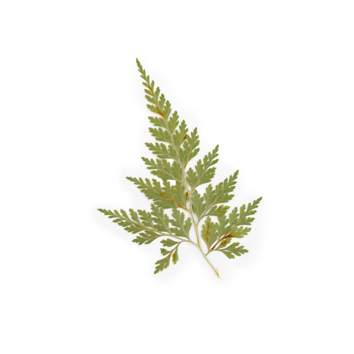 Pressed Botanicals