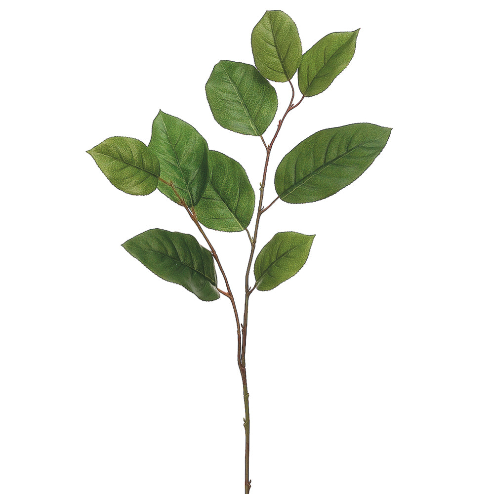 Salal Leaf Stem