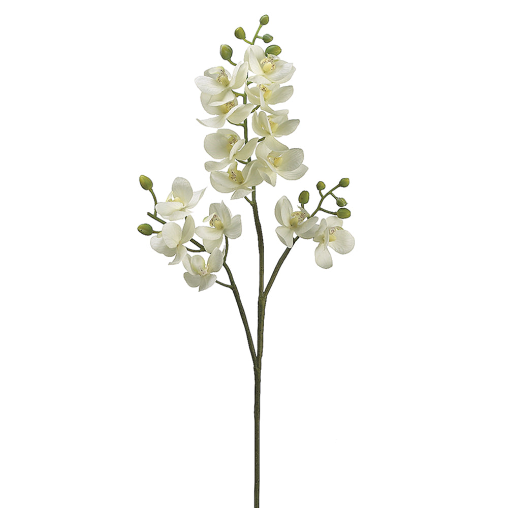 Mini Phalaenopsis Stem