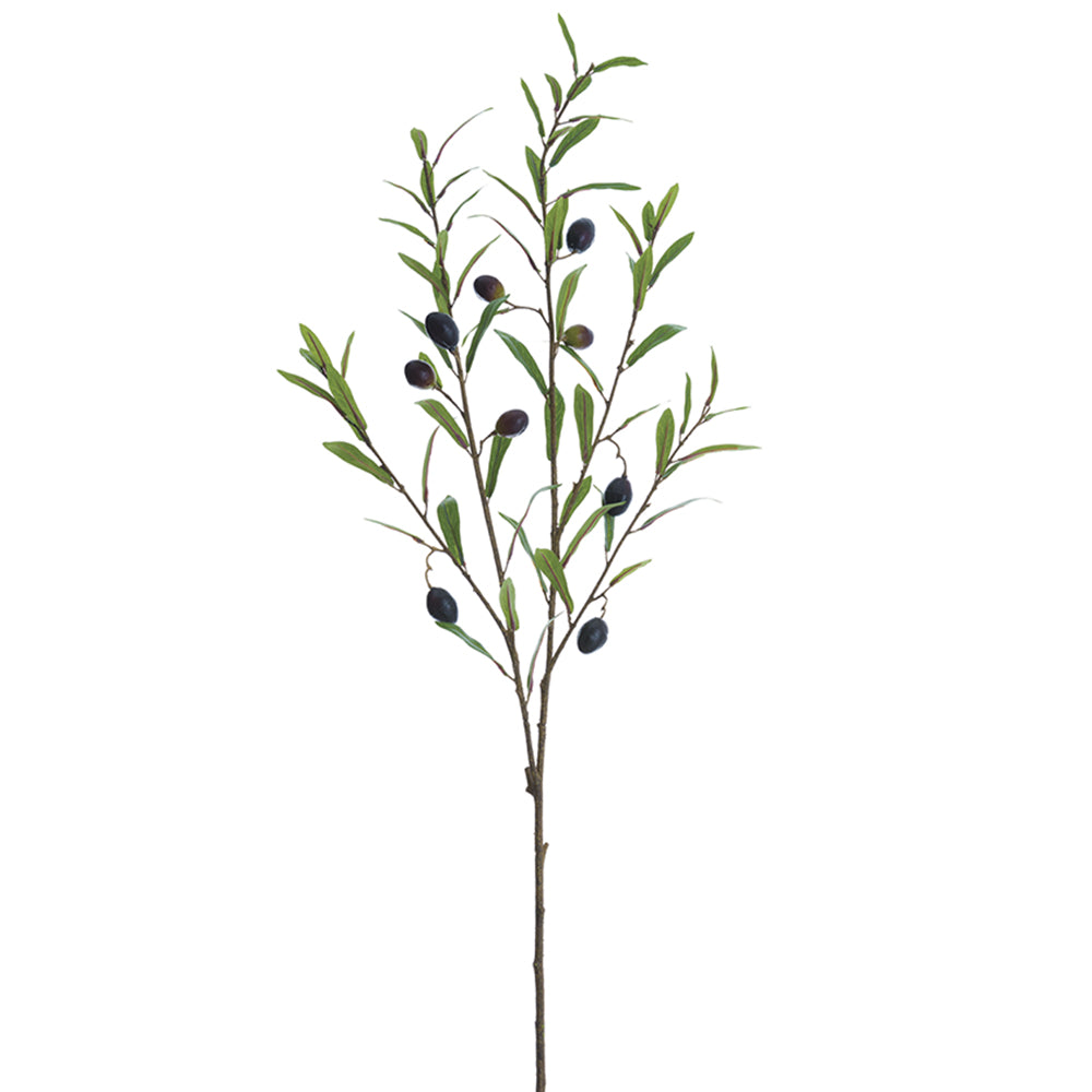 Olive Branch