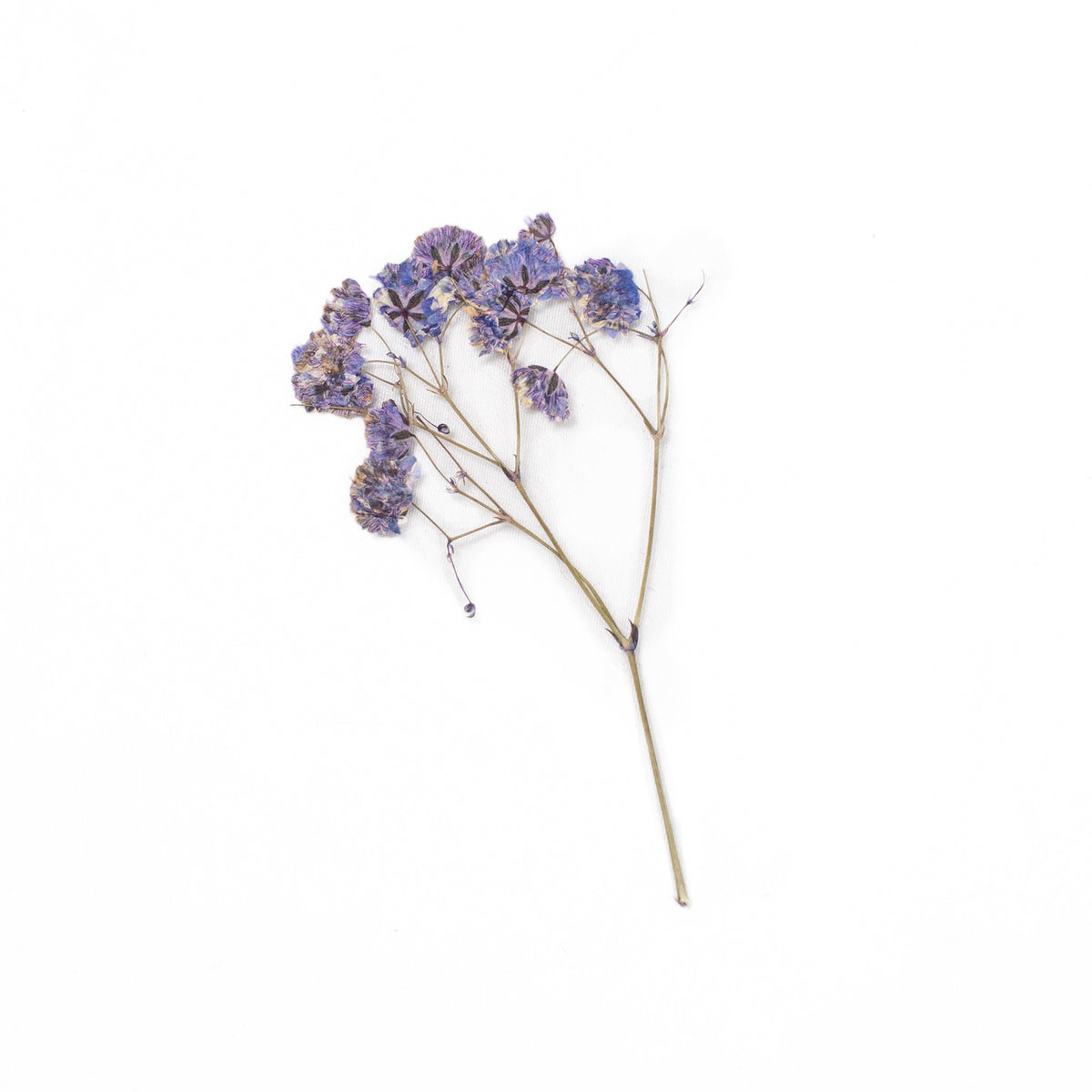 Pressed Botanicals