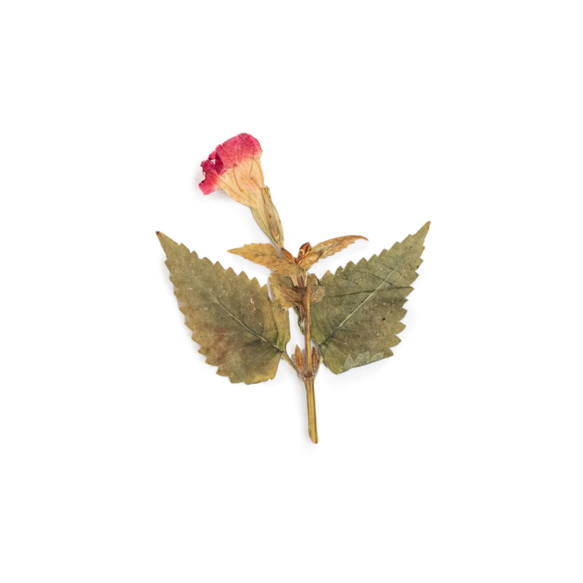 Pressed Botanicals
