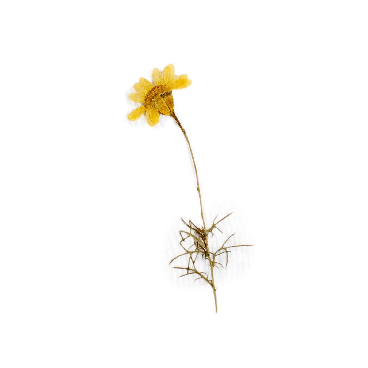 Pressed Botanicals