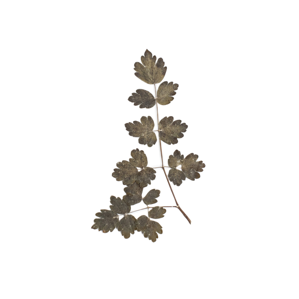 Pressed Botanicals
