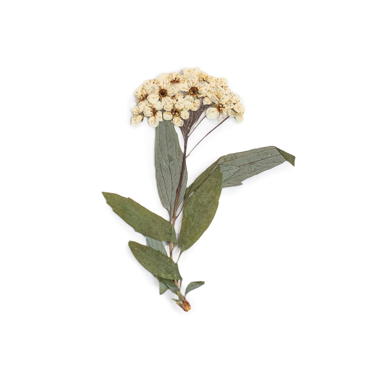 Pressed Botanicals