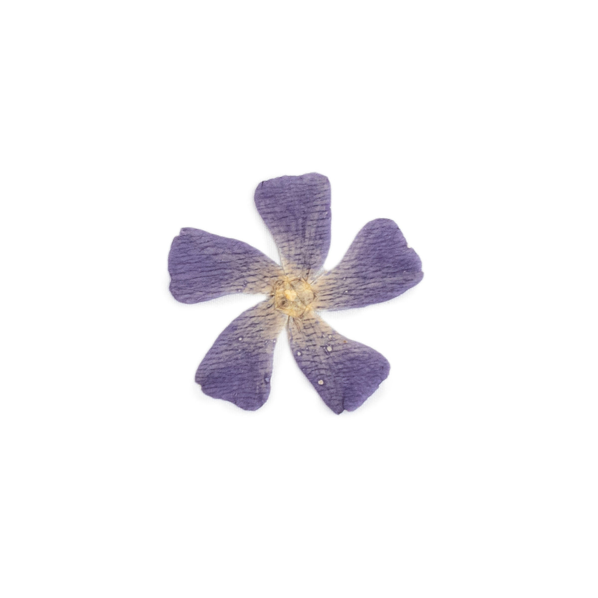 Pressed Botanicals