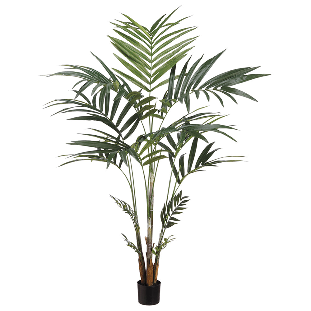 Kentish Palm Tree