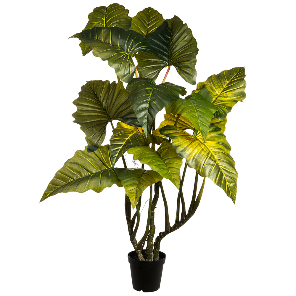 Philo Red Prince Tree