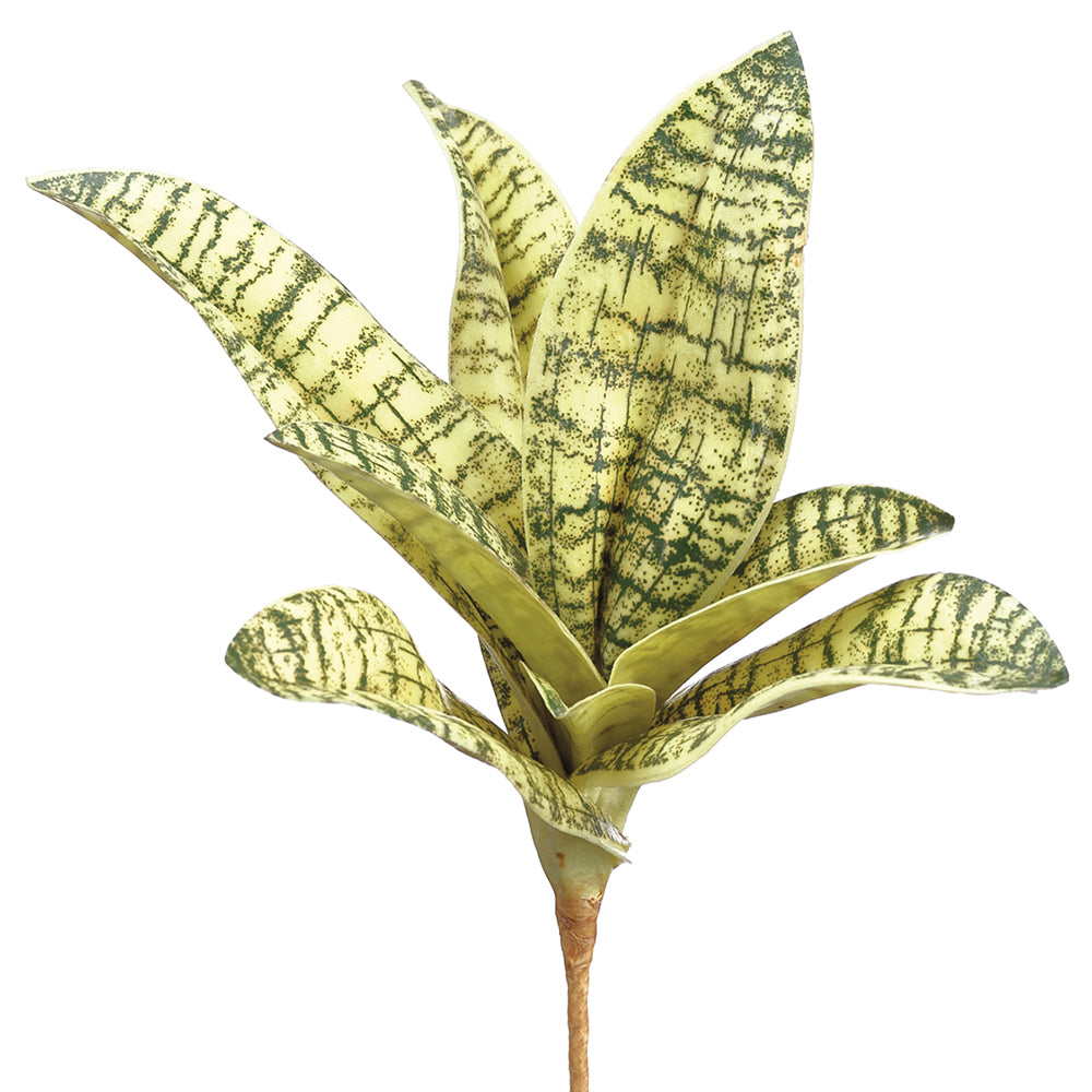 Sansevieria Plant