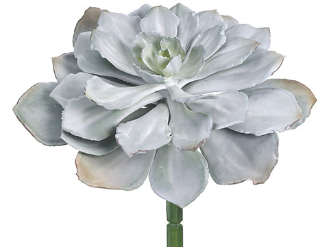 Echeveria Plant