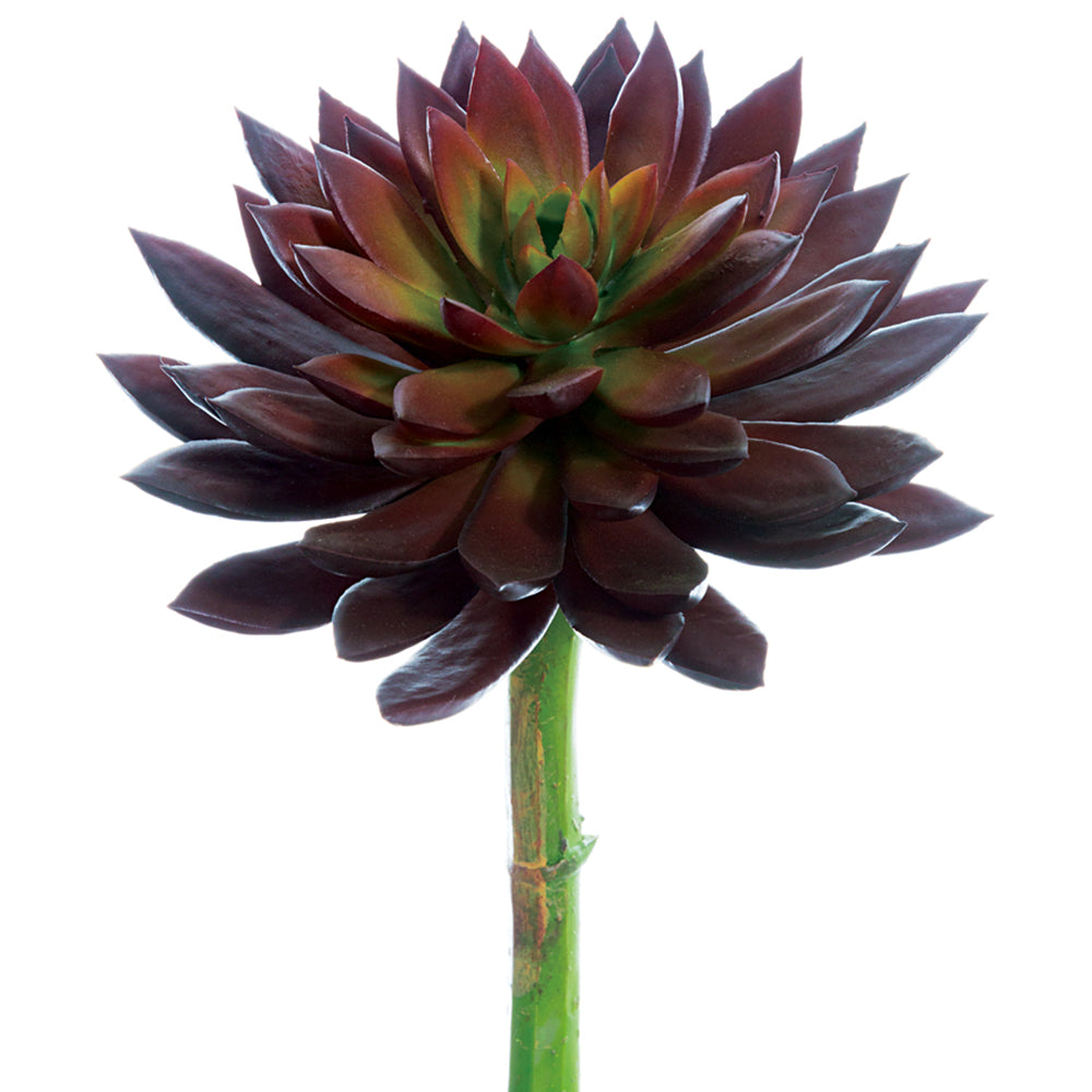 Echeveria Pick Bu