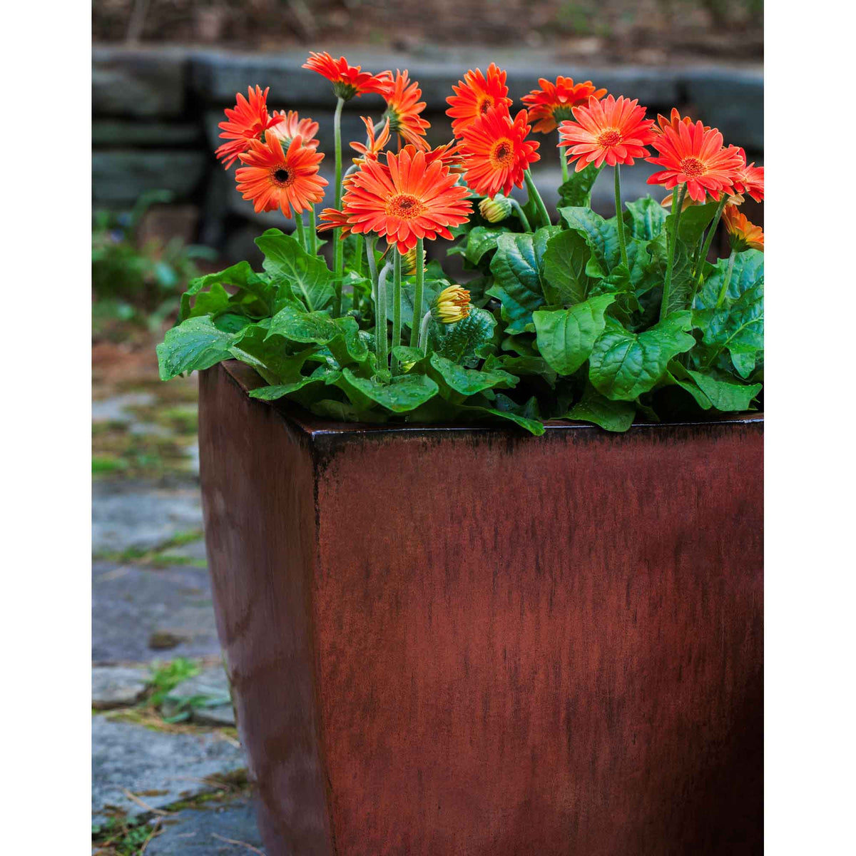 Blake Planter Set of 4