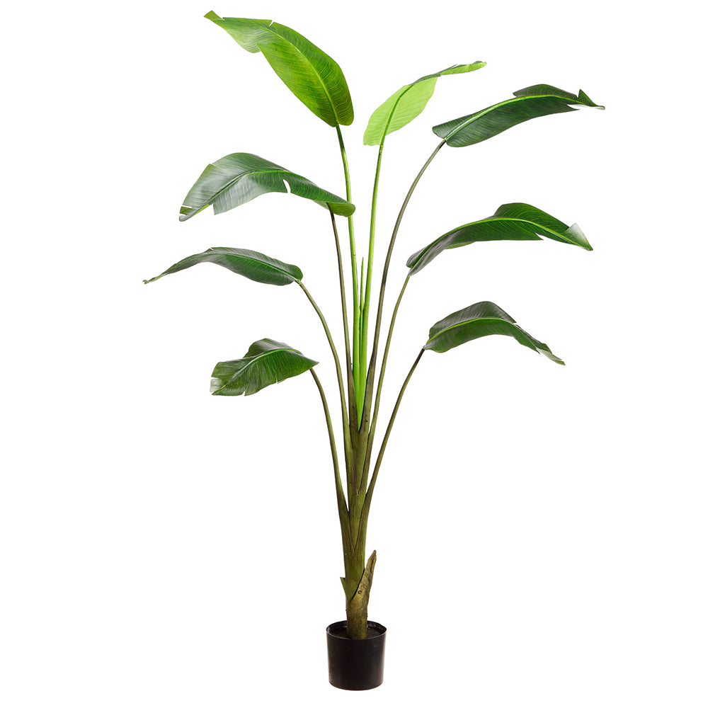 8' Banana Leaf Palm