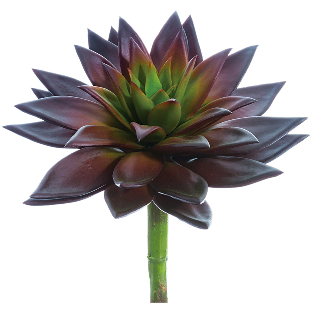 Echeveria Pick Bu