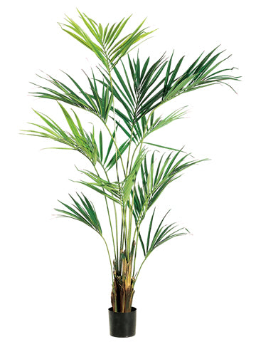 8' Kentia Palm Tree