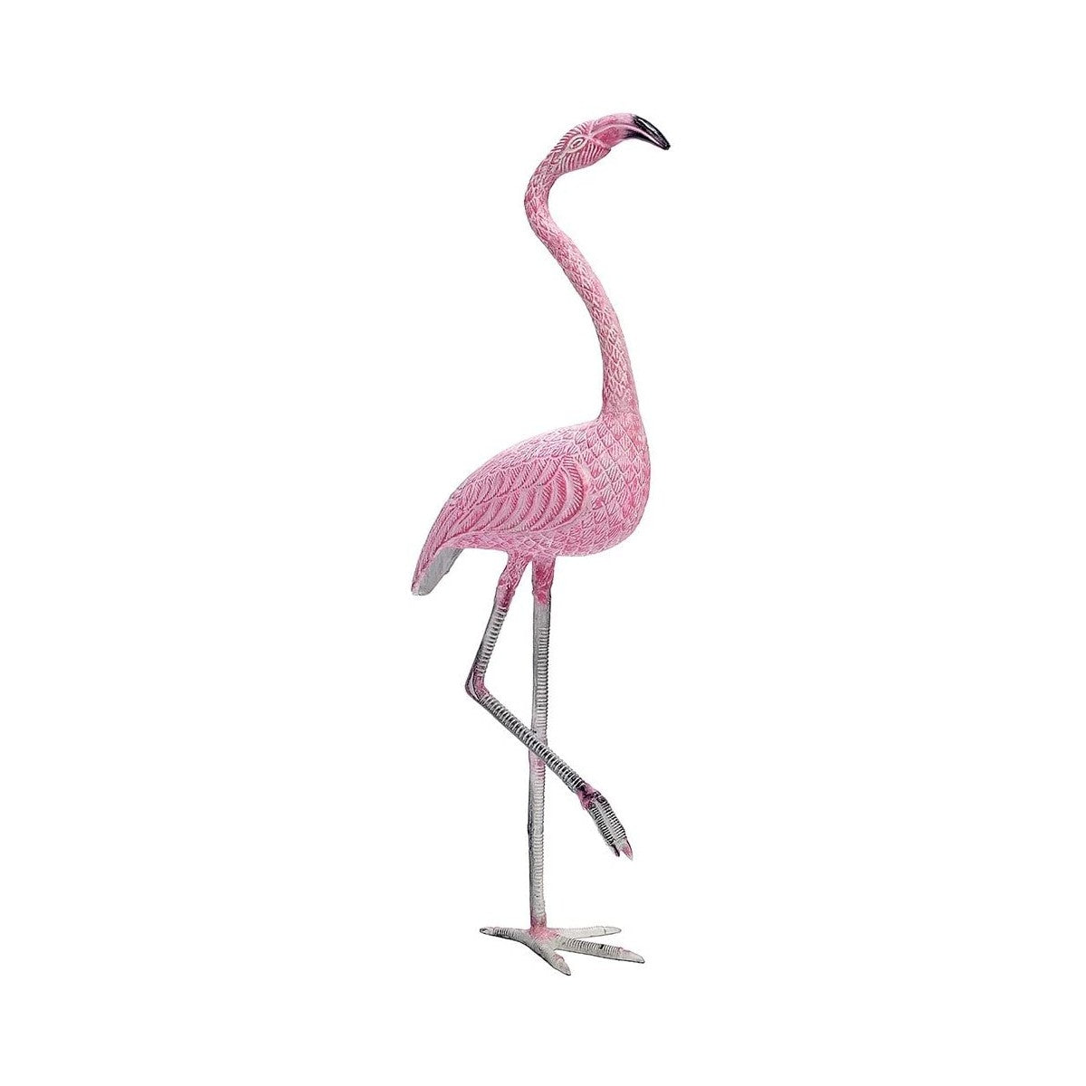 American Flamingo
