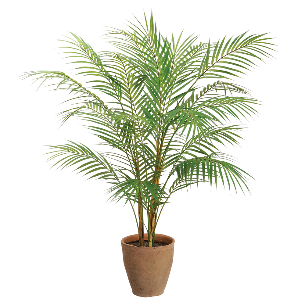 Areca Palm