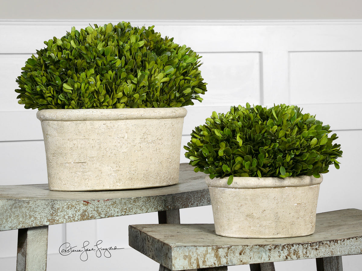 Oval Domes Preserved Boxwood Set/2