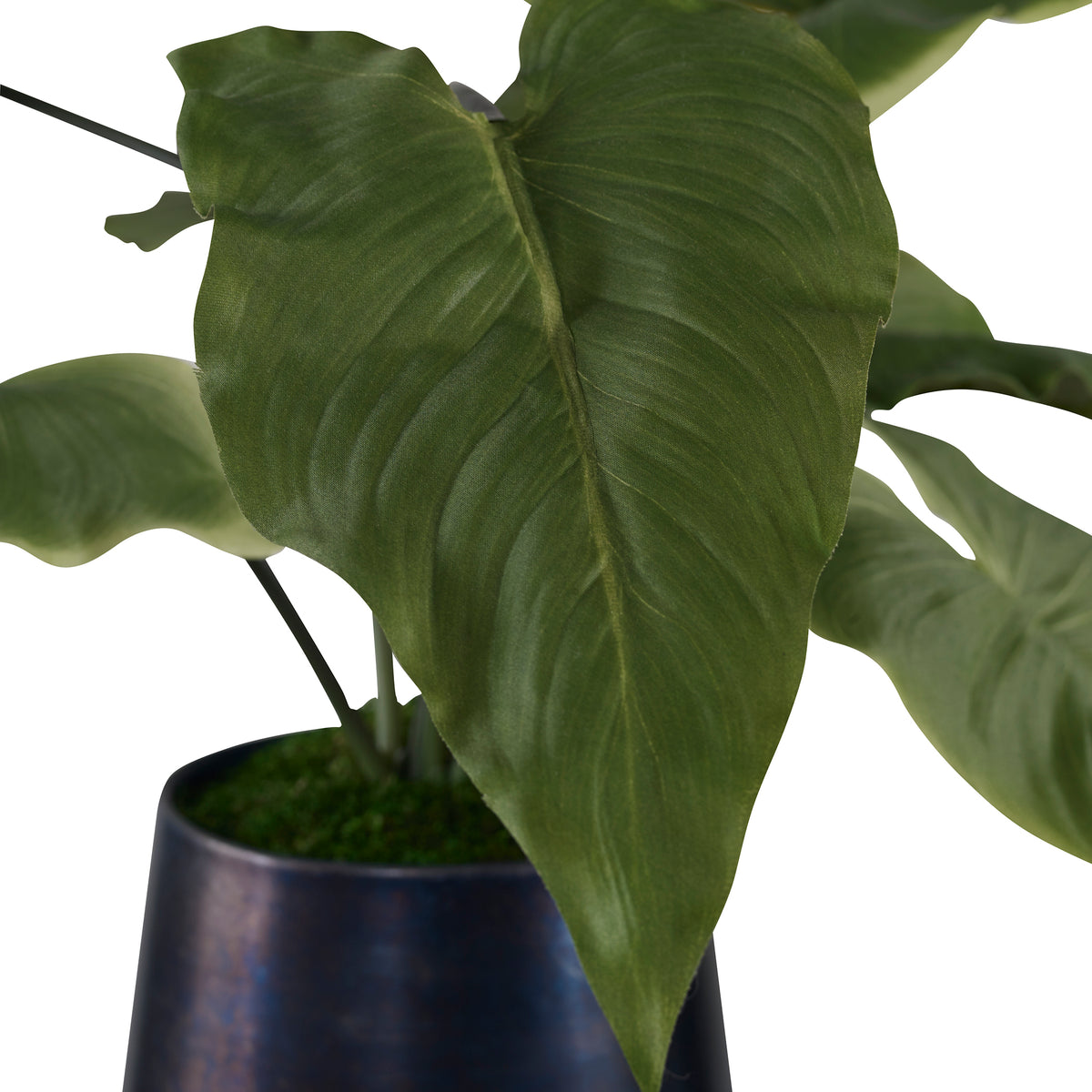 Mari Calla Accent Plant
