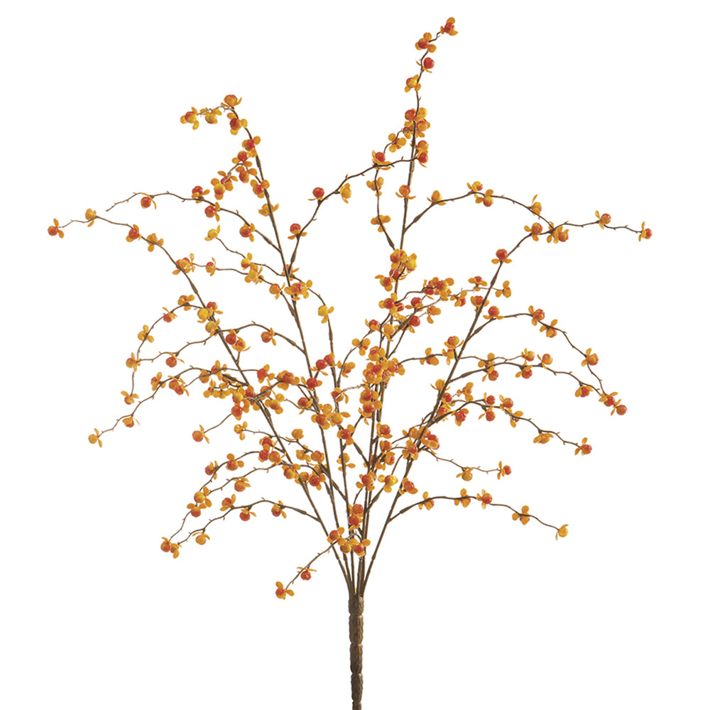 Bittersweet Berry Bush x6 Orange Yellow