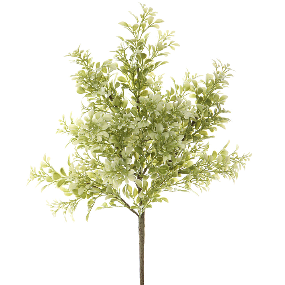Boxwood Bush