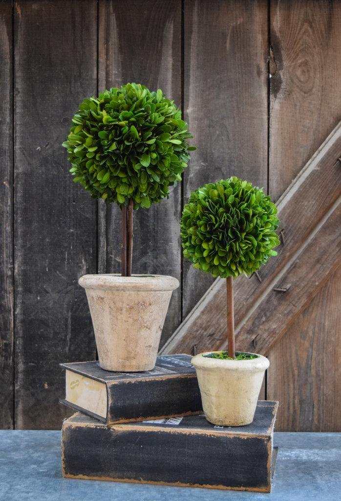 Boxwood Topiary - SM