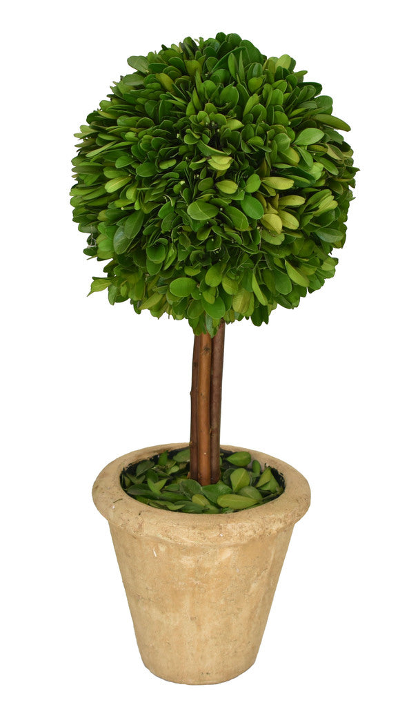 Boxwood Topiary - Med