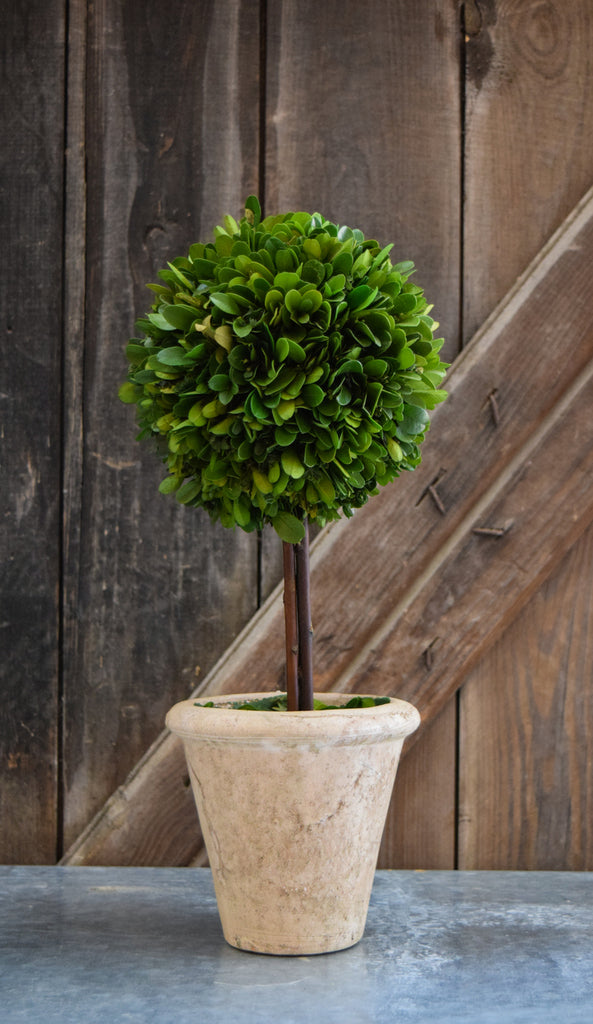 Boxwood Topiary - Med
