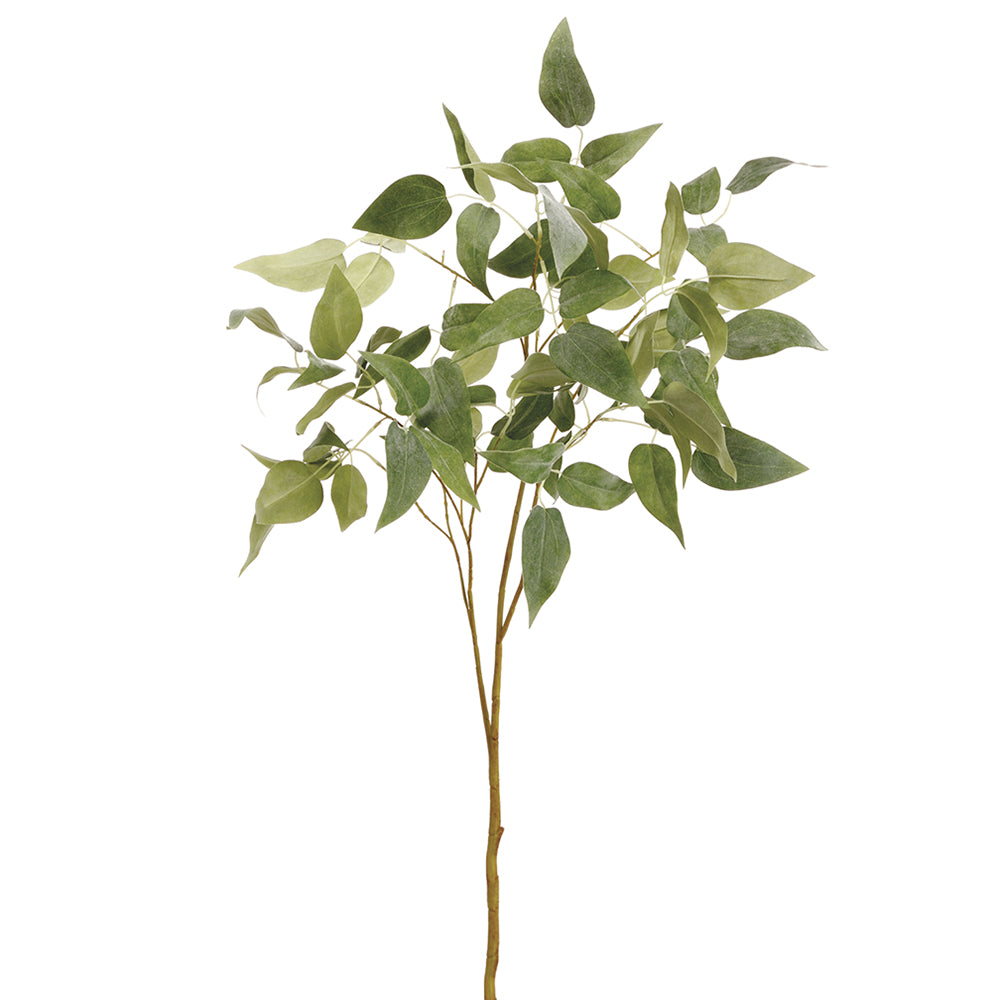Clematis Leaf Branch