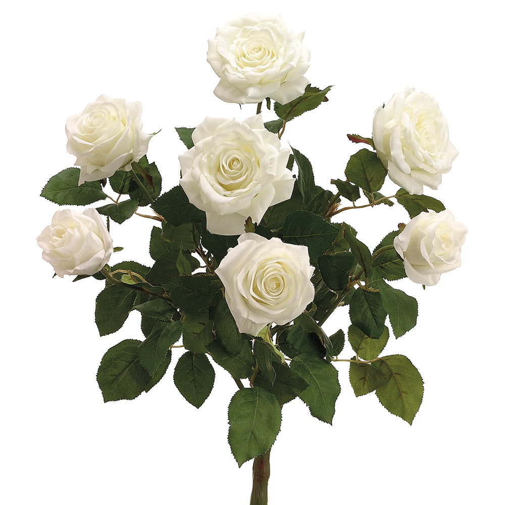 Rose Bush - White