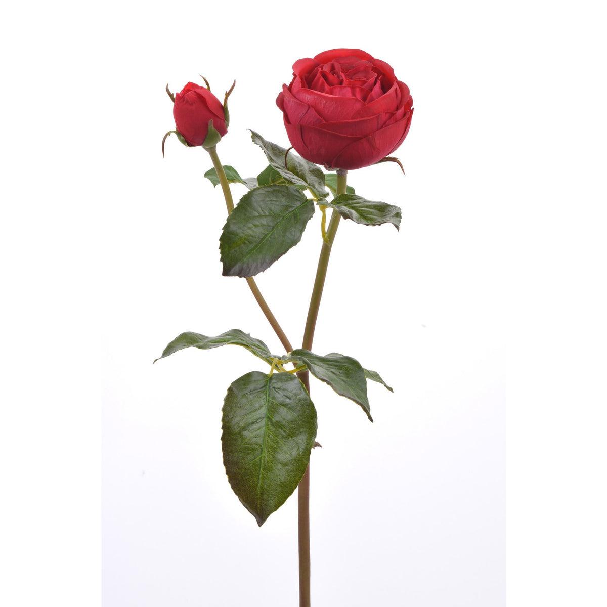 English Rose - Red