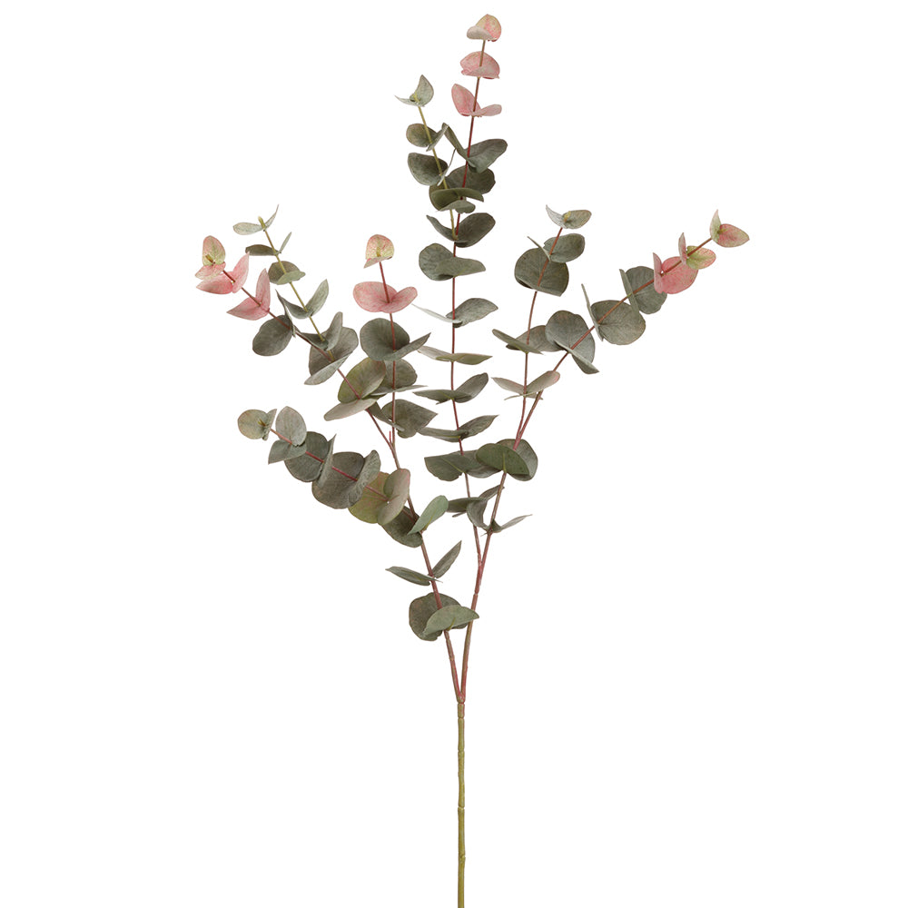 Eucalyptus Branch