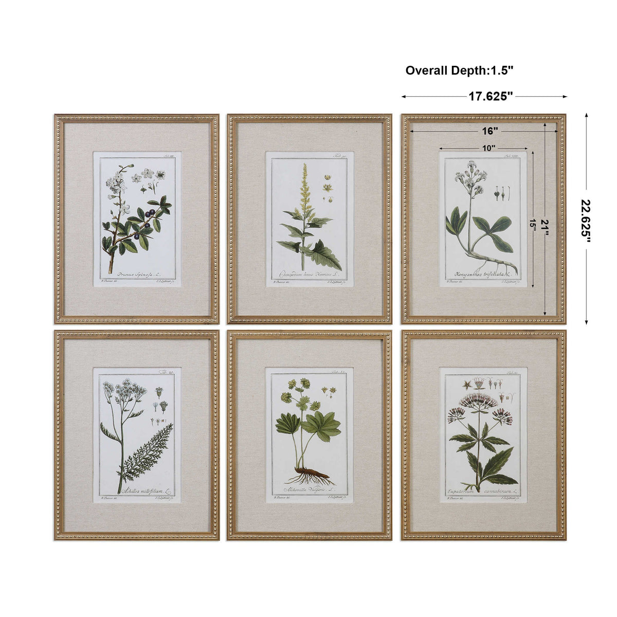 Green Floral Botanical Study