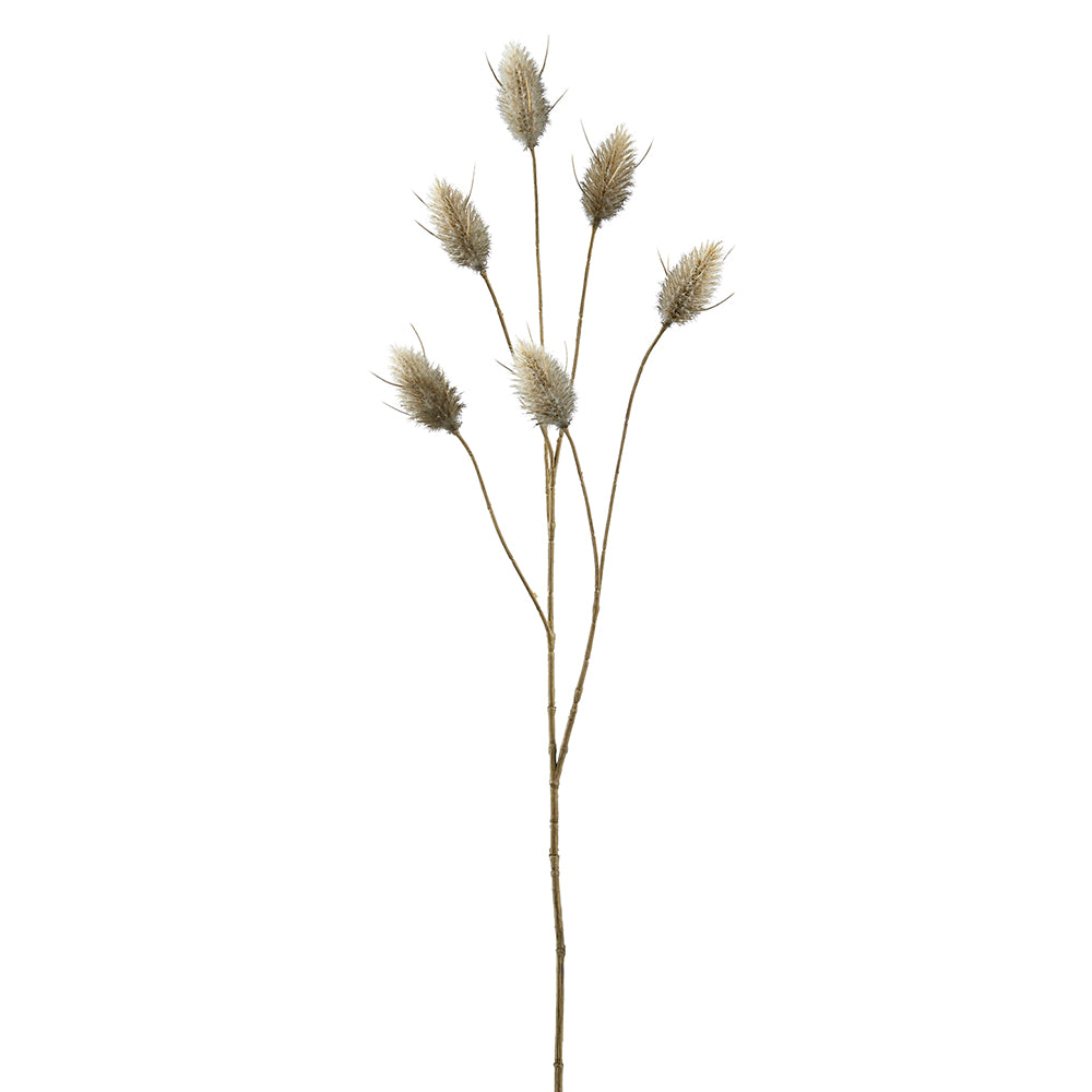 Hare's Tail Stem - Gray