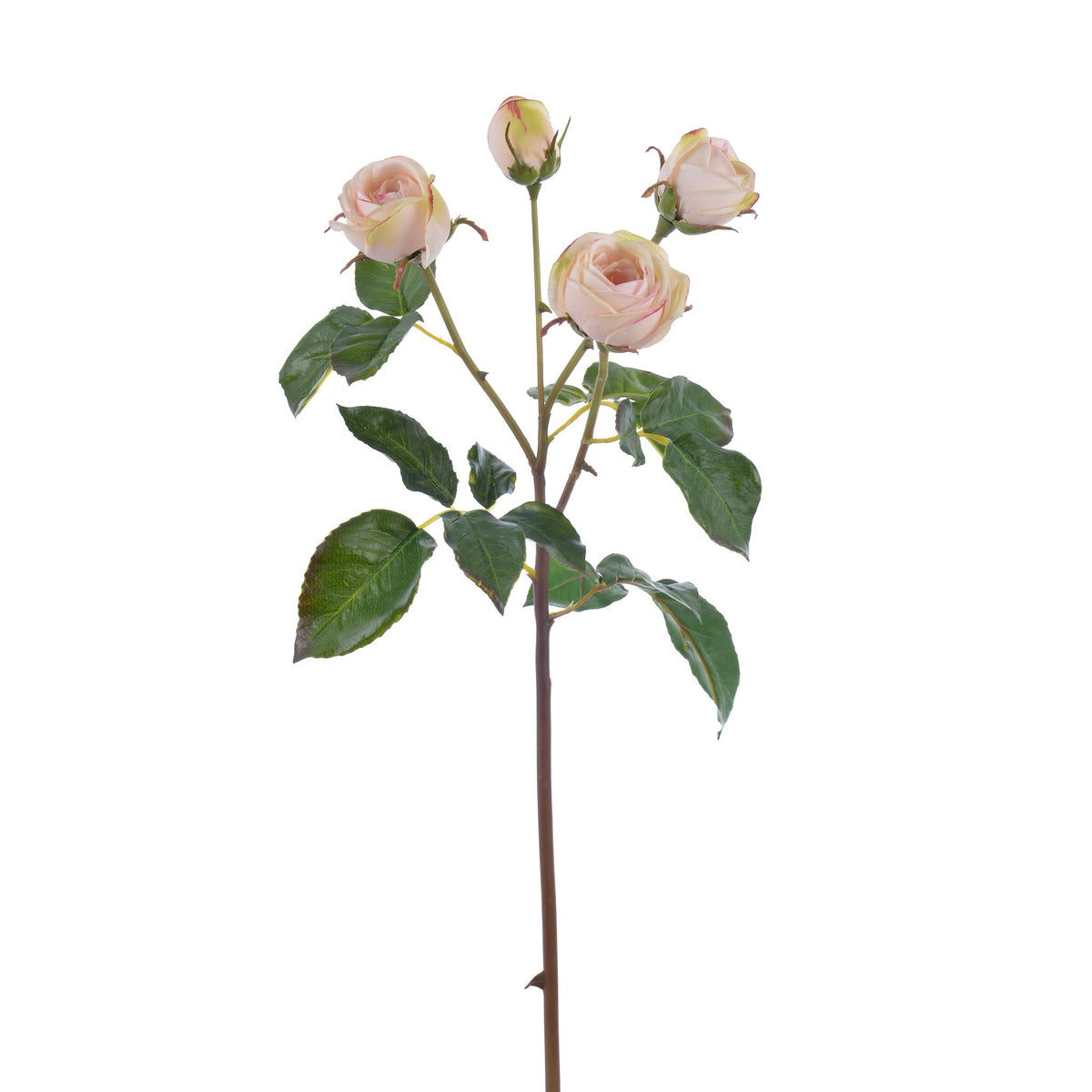 Heritage Rose Stem